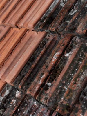 Photography of washed and non-washed roof tiles. Tiles covered with lichen, mould and moss and cleaned tiles. Close-up. Black and orange tiles. Old and new.